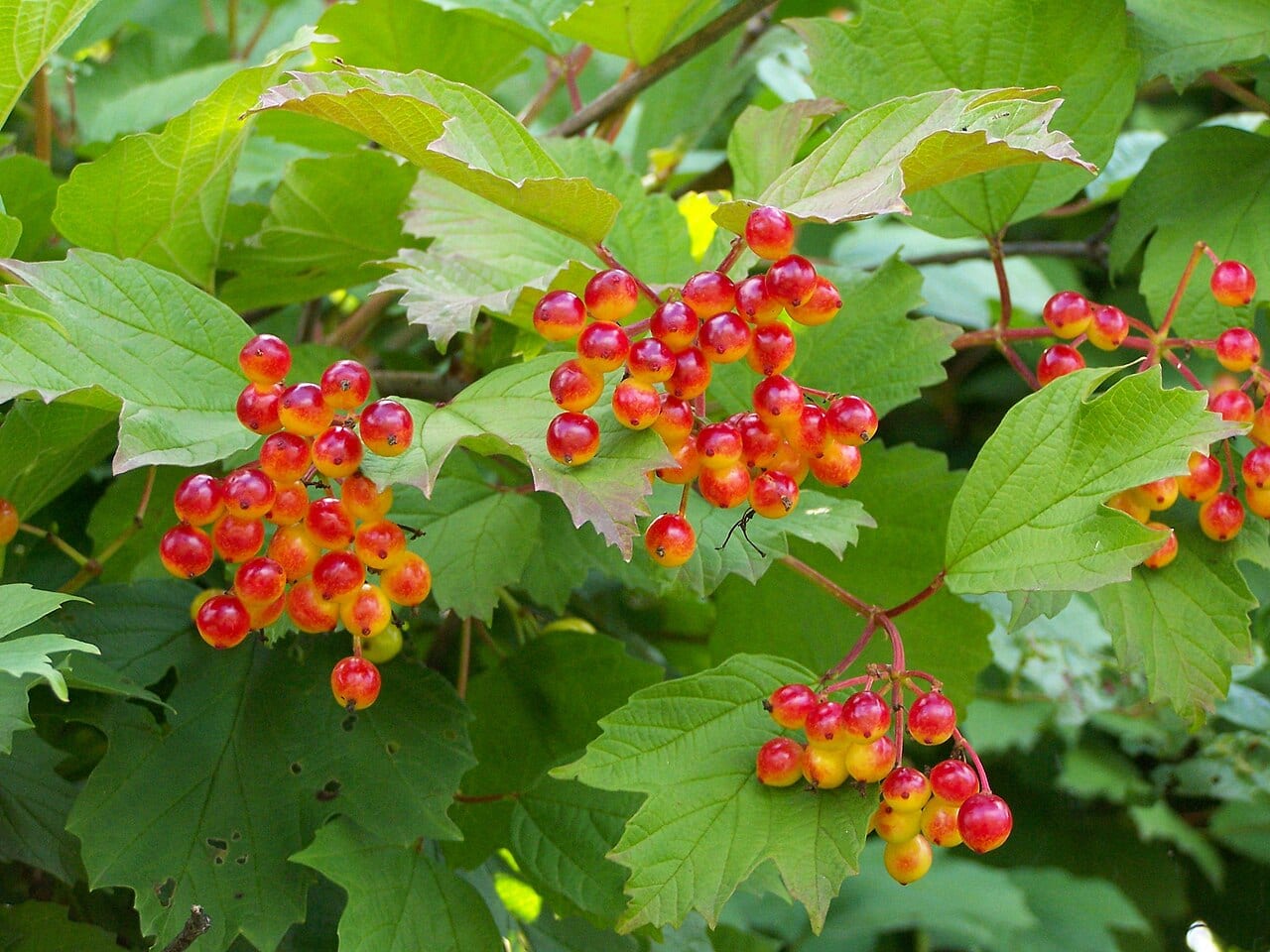 European cranberrybush (Viburnum opulus)