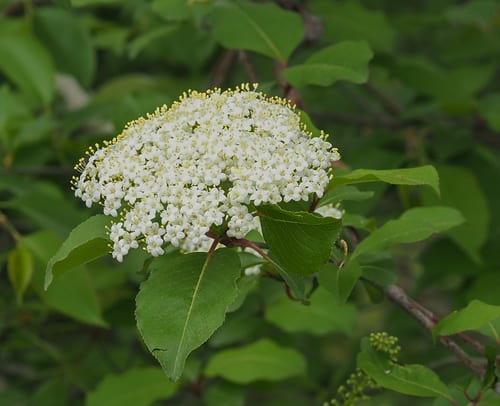 Blackhaw (Viburnum prunifolium)