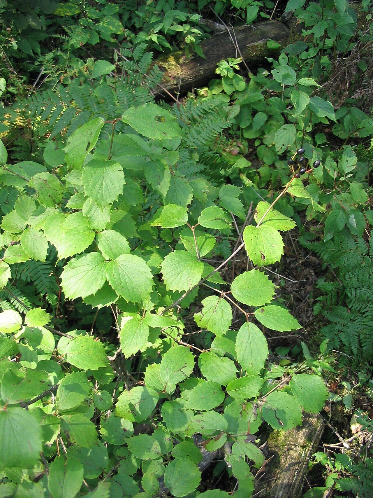 Downy arrowwood (Viburnum rafinesqueanum)
