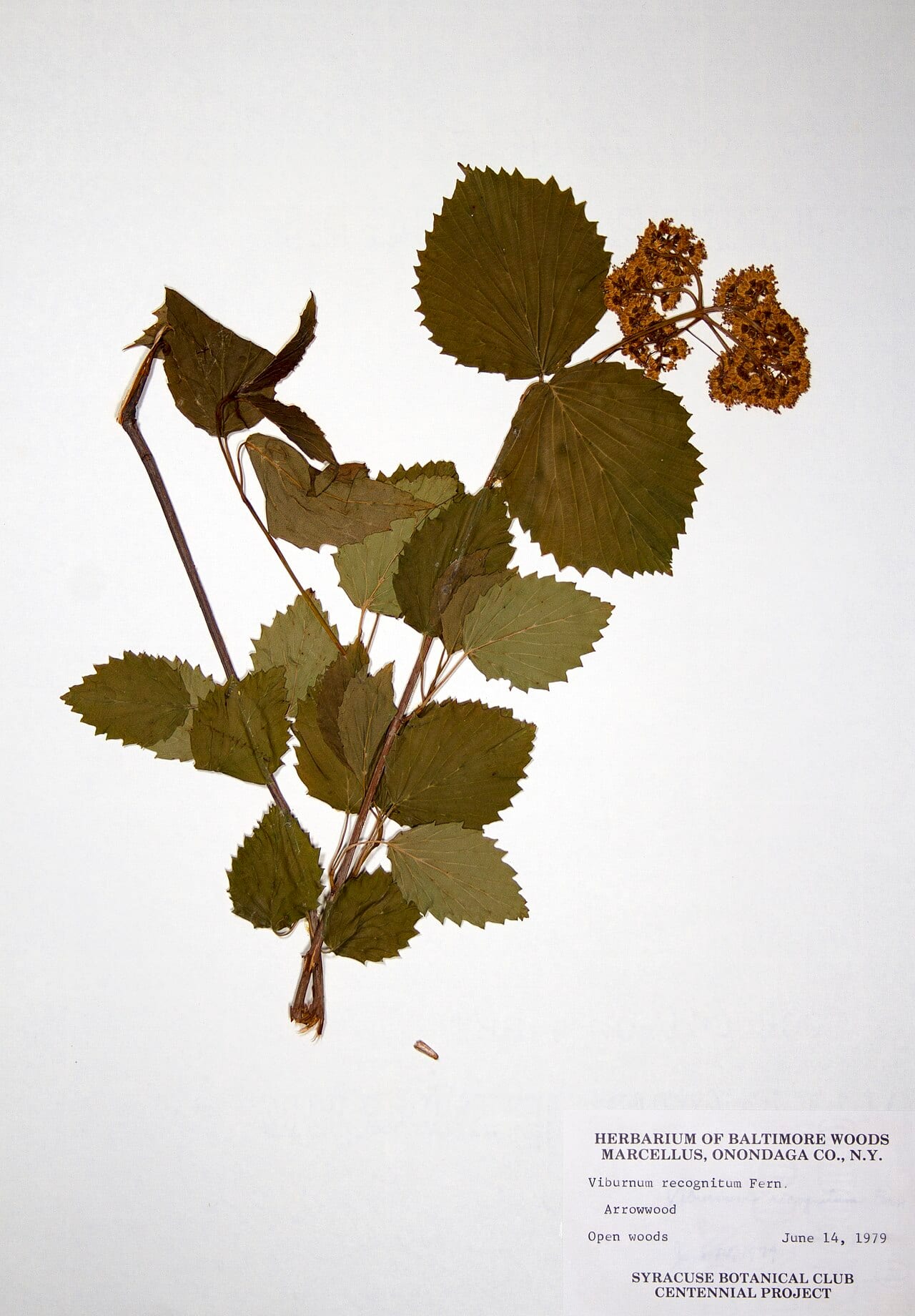Southern arrowwood (Viburnum recognitum)