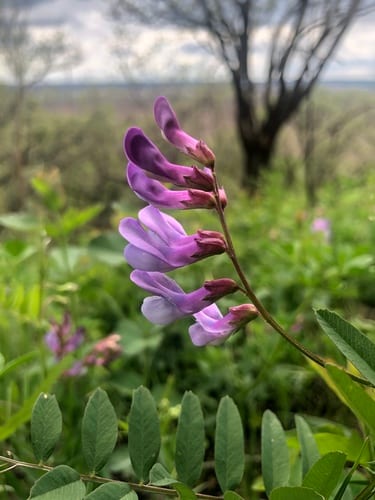 American vetch (Vicia americana ssp. americana)