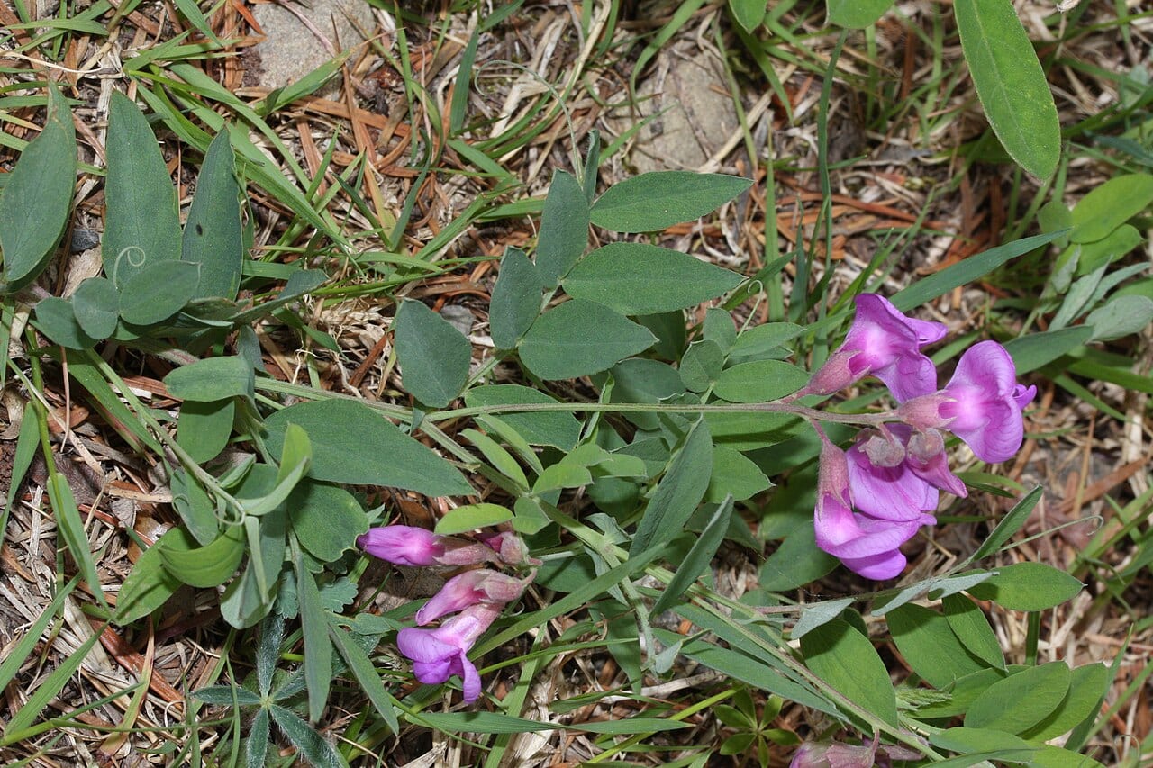 American vetch (Vicia americana)