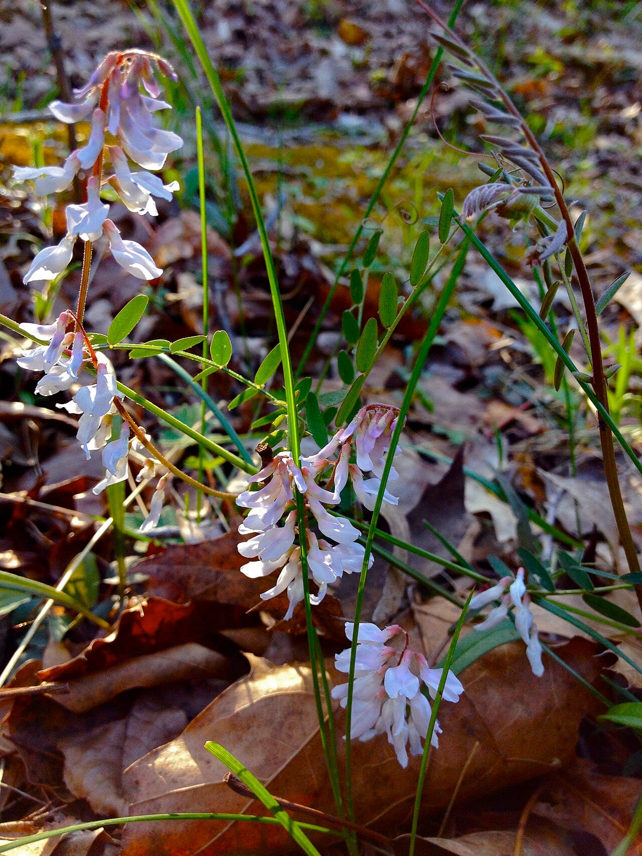 Carolina vetch (Vicia caroliniana)