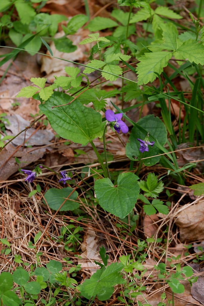 Maryland violet (Viola × conjugens)