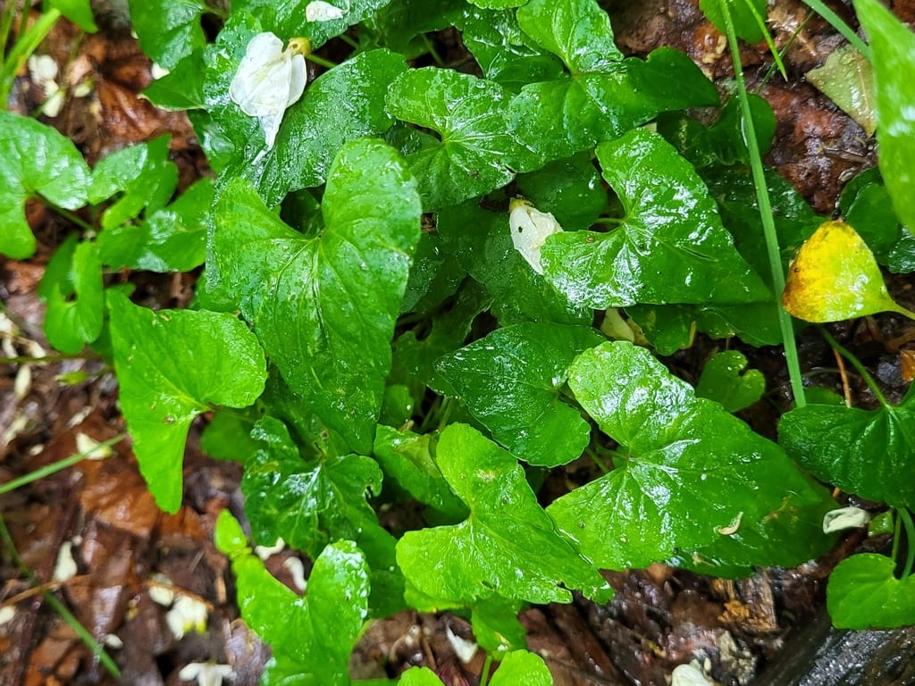 Sand violet (Viola affinis)