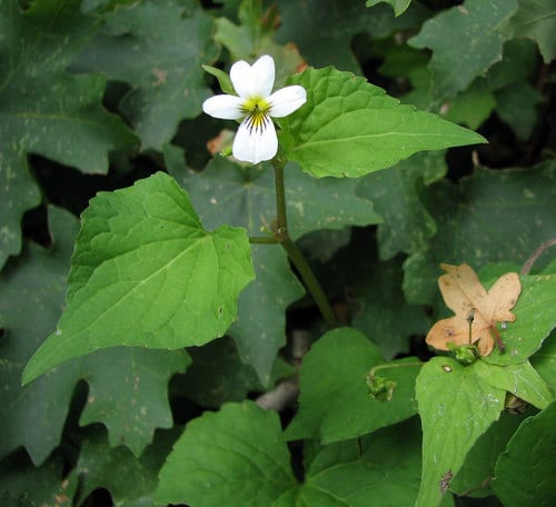 Canadian white violet (Viola canadensis var. canadensis)