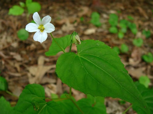 Canadian white violet (Viola canadensis)