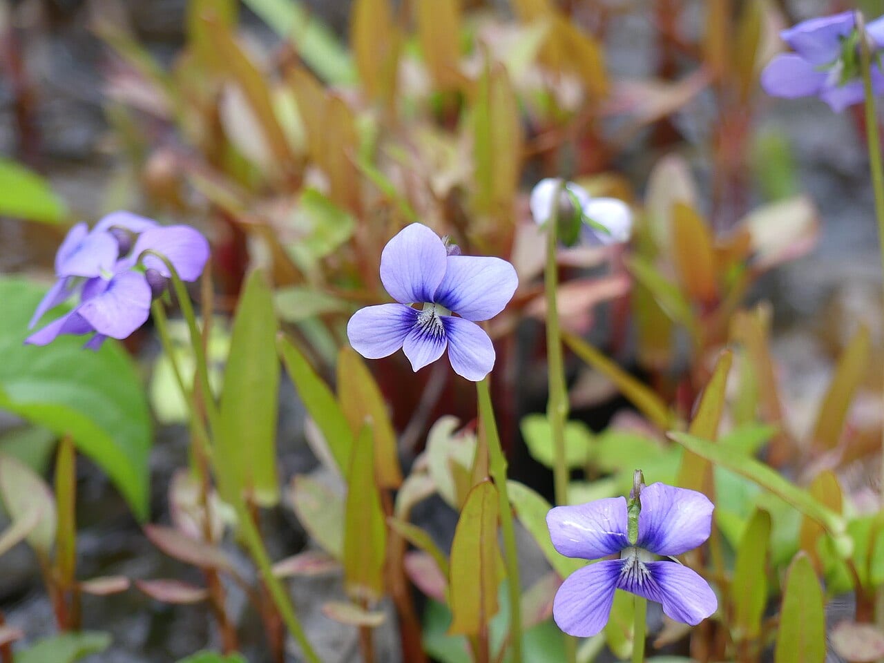 Marsh blue violet (Viola cucullata)
