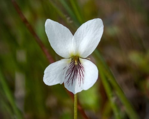 Bog white violet (Viola lanceolata ssp. lanceolata)