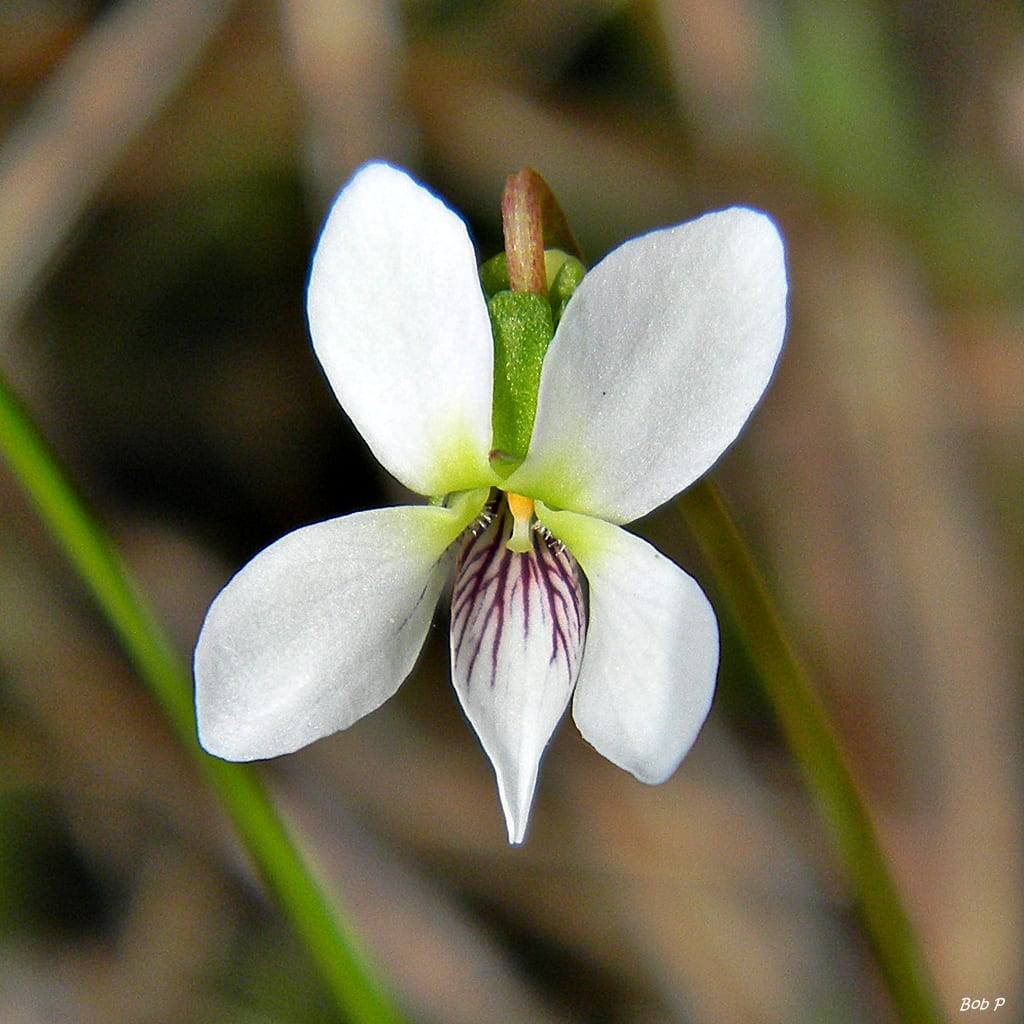 Lance-leaf violet (Viola lanceolata)