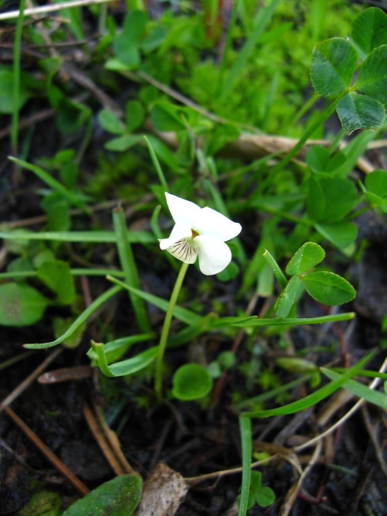 Smooth white violet (Viola macloskeyi ssp. pallens)