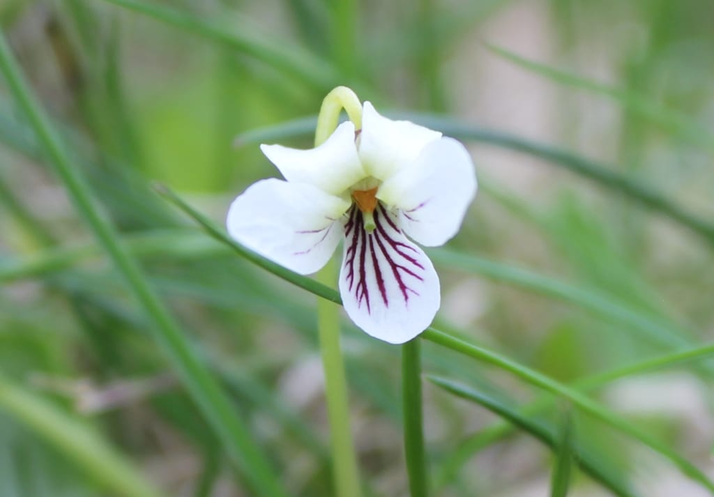 Small white violet (Viola macloskeyi)