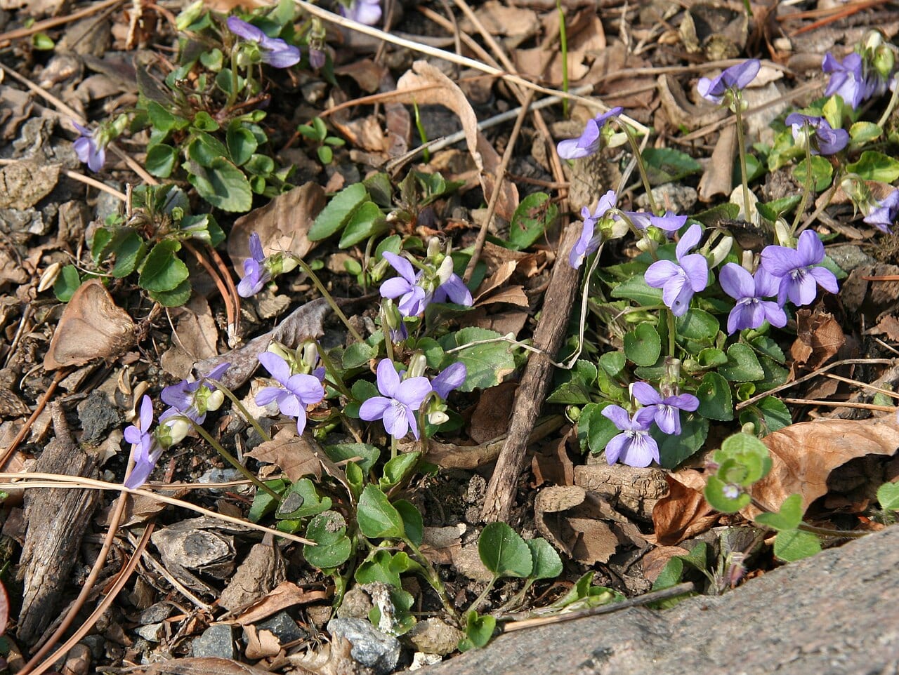 Missouri violet (Viola missouriensis)