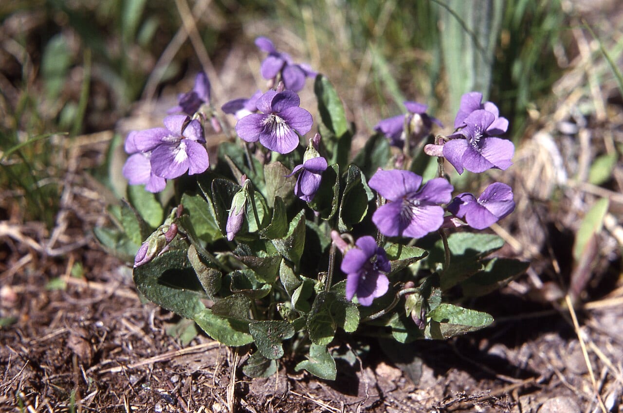 Northern bog violet (Viola nephrophylla)