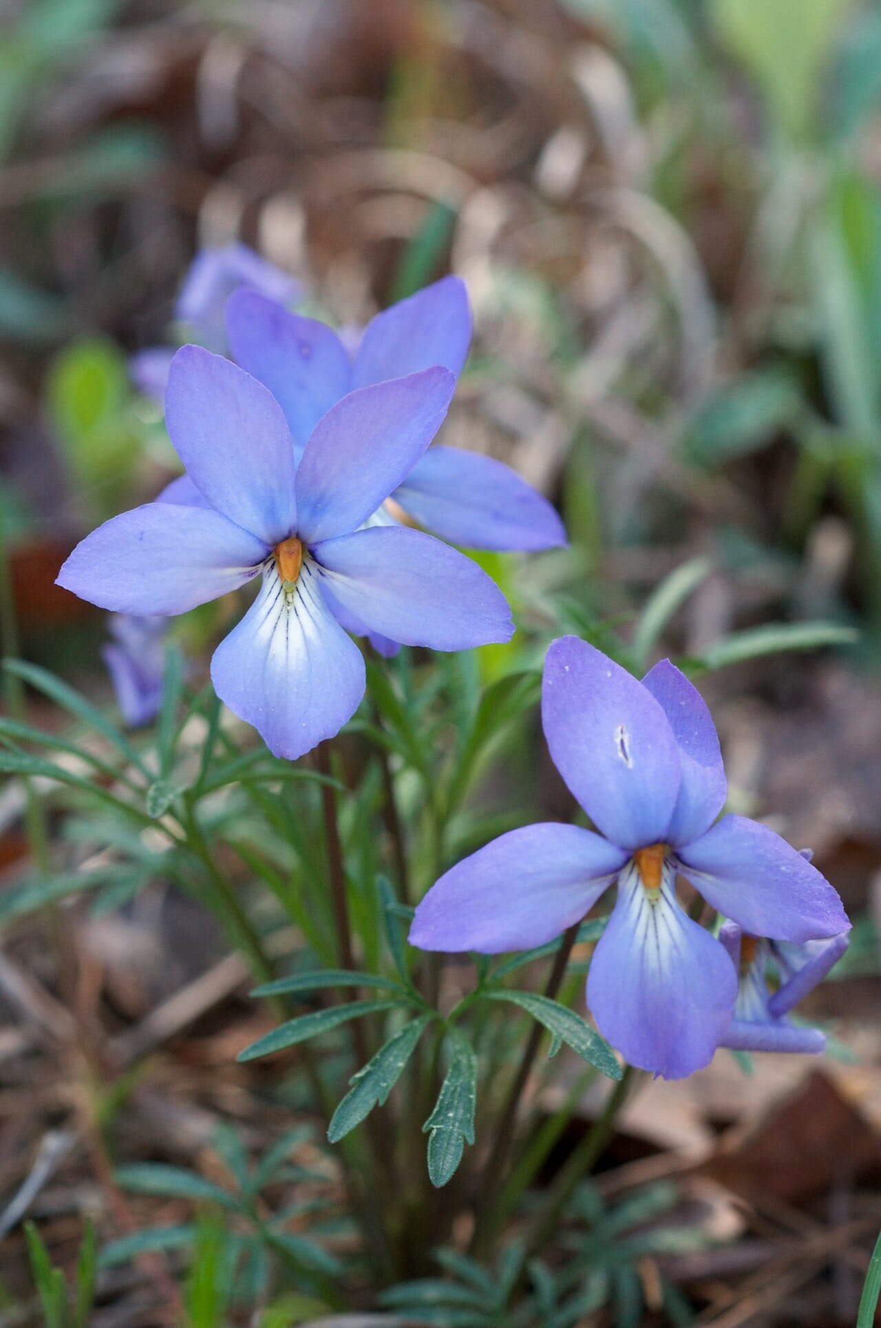 Birdfoot violet (Viola pedata)