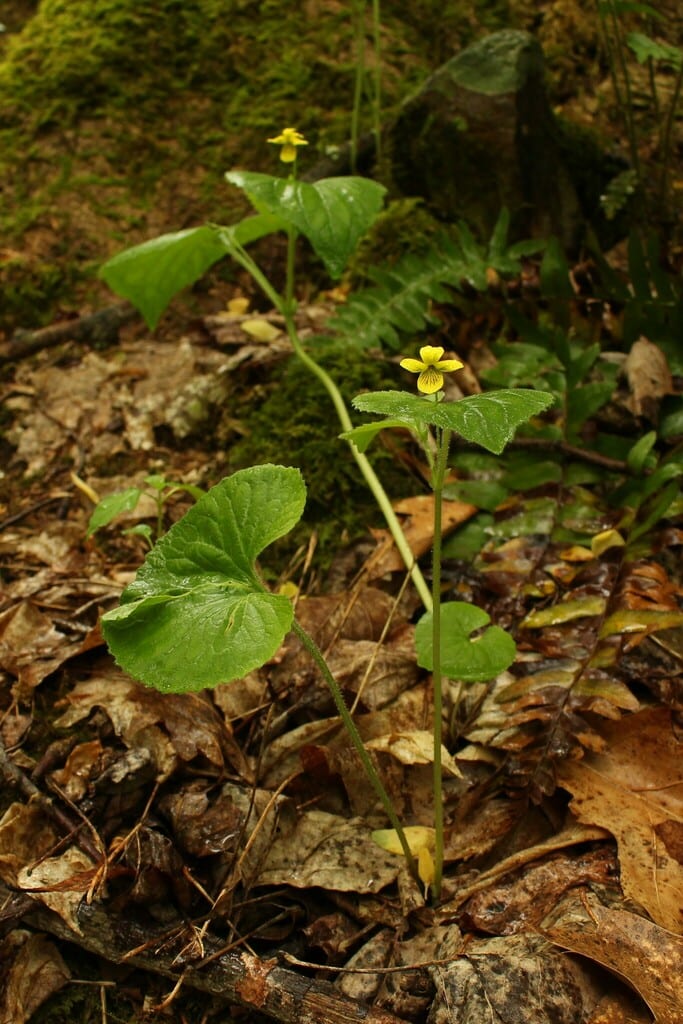 Smooth yellow violet (Viola pubescens var. scabriuscula)