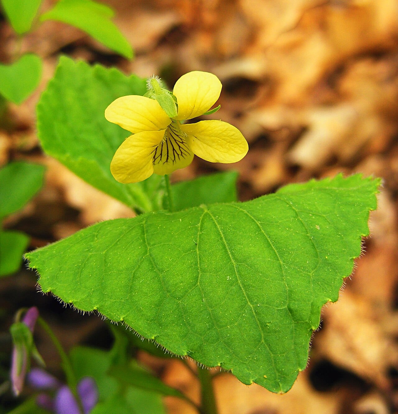 Downy yellow violet (Viola pubescens)