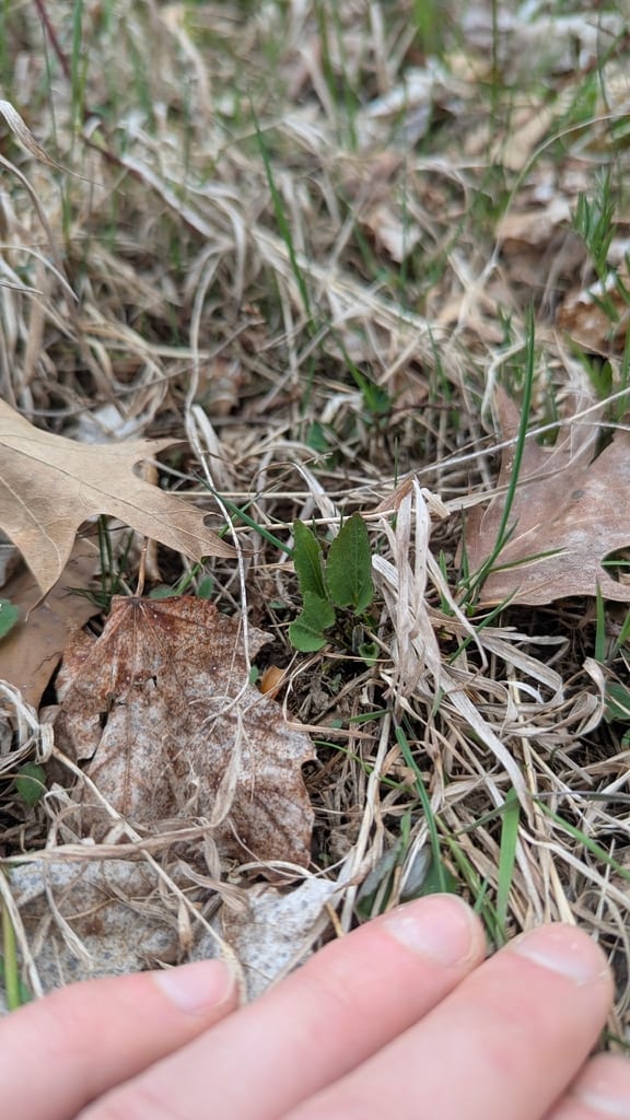 Arrowleaf violet (Viola sagittata var. sagittata)