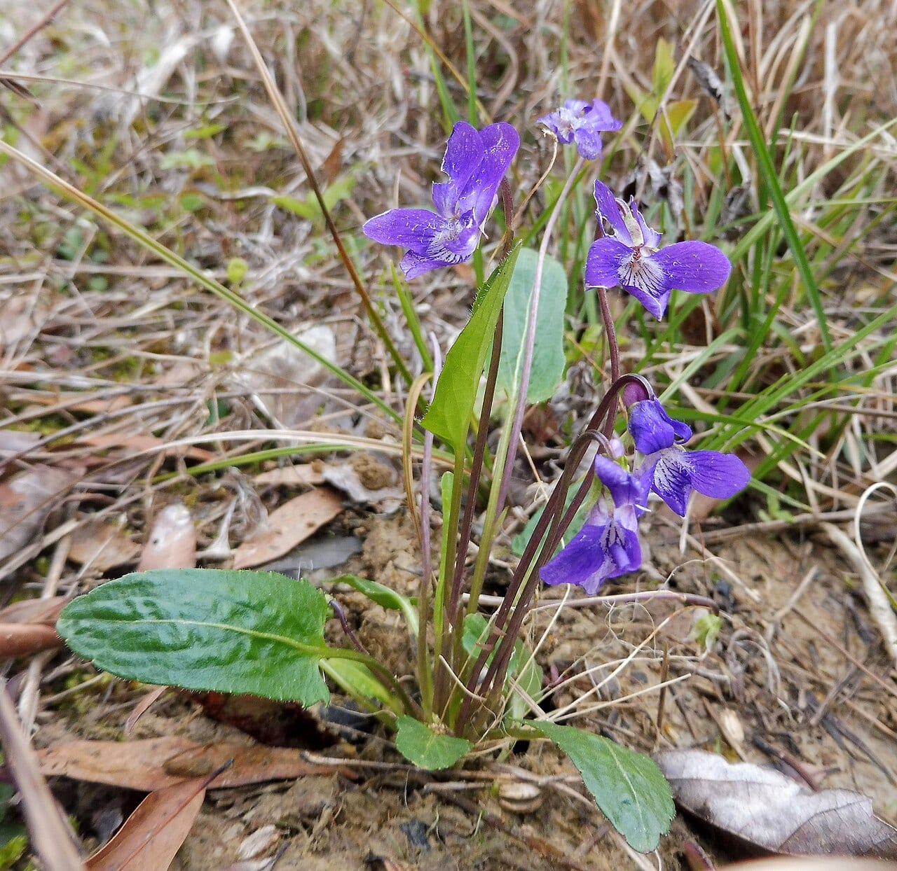 Arrowleaf violet (Viola sagittata)