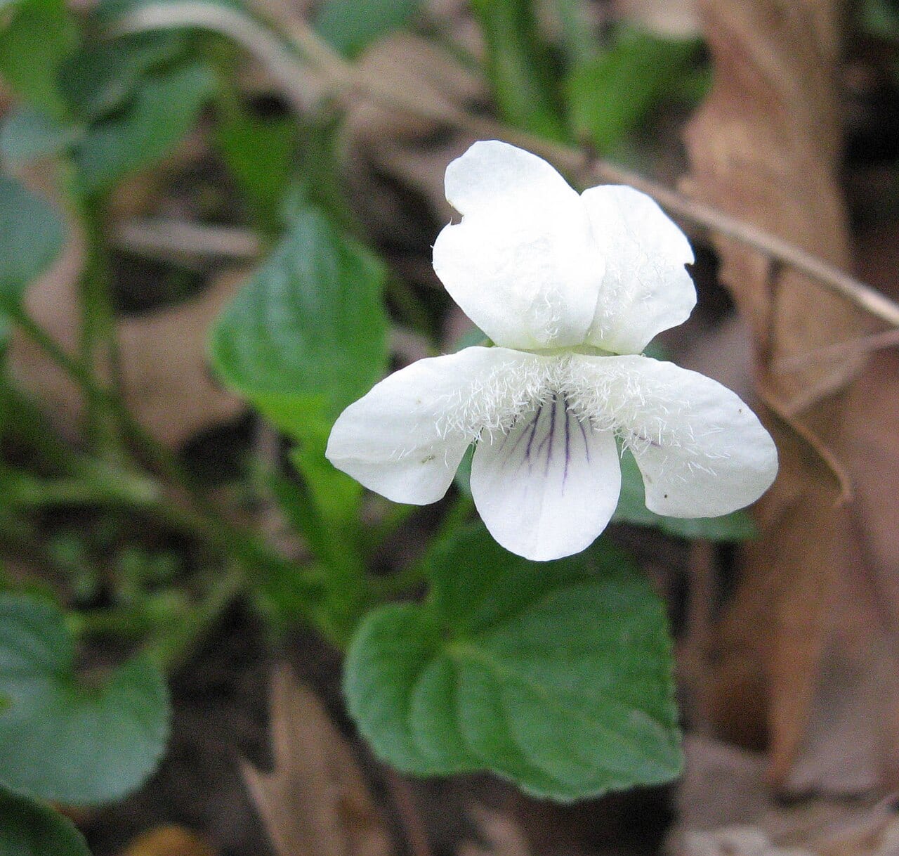 Striped cream violet (Viola striata)