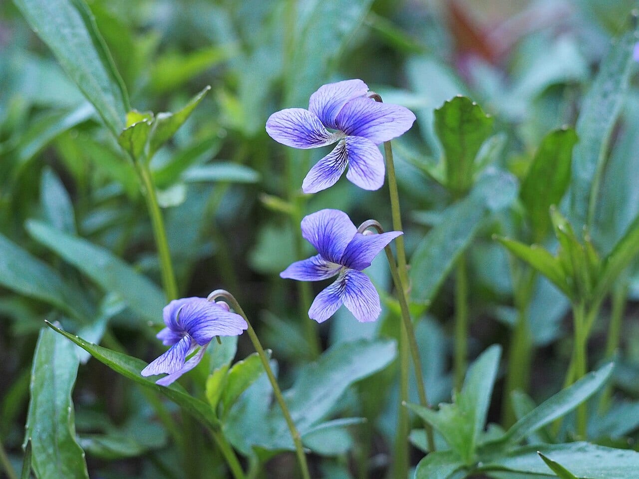 Three-lobe violet (Viola triloba)