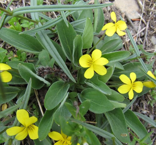 Sagebrush violet (Viola vallicola var. vallicola)