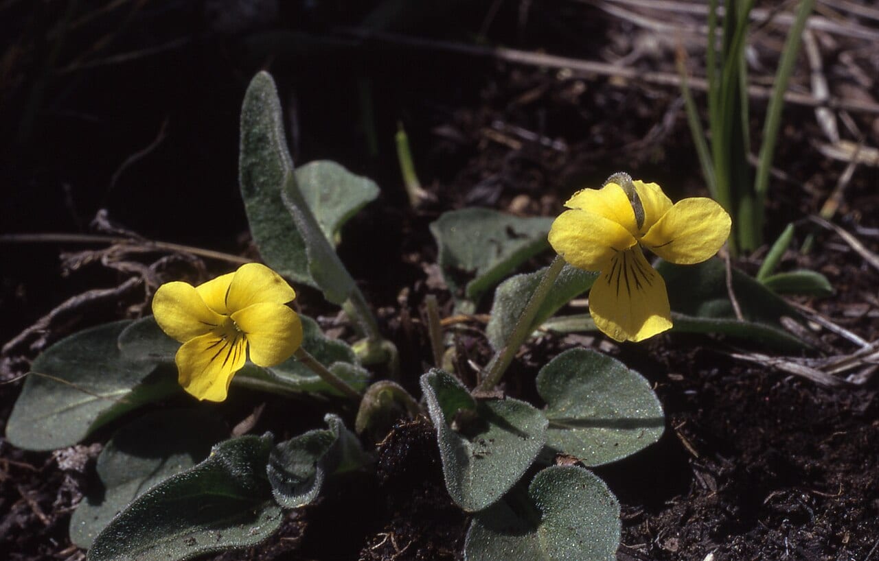 Sagebrush violet (Viola vallicola)