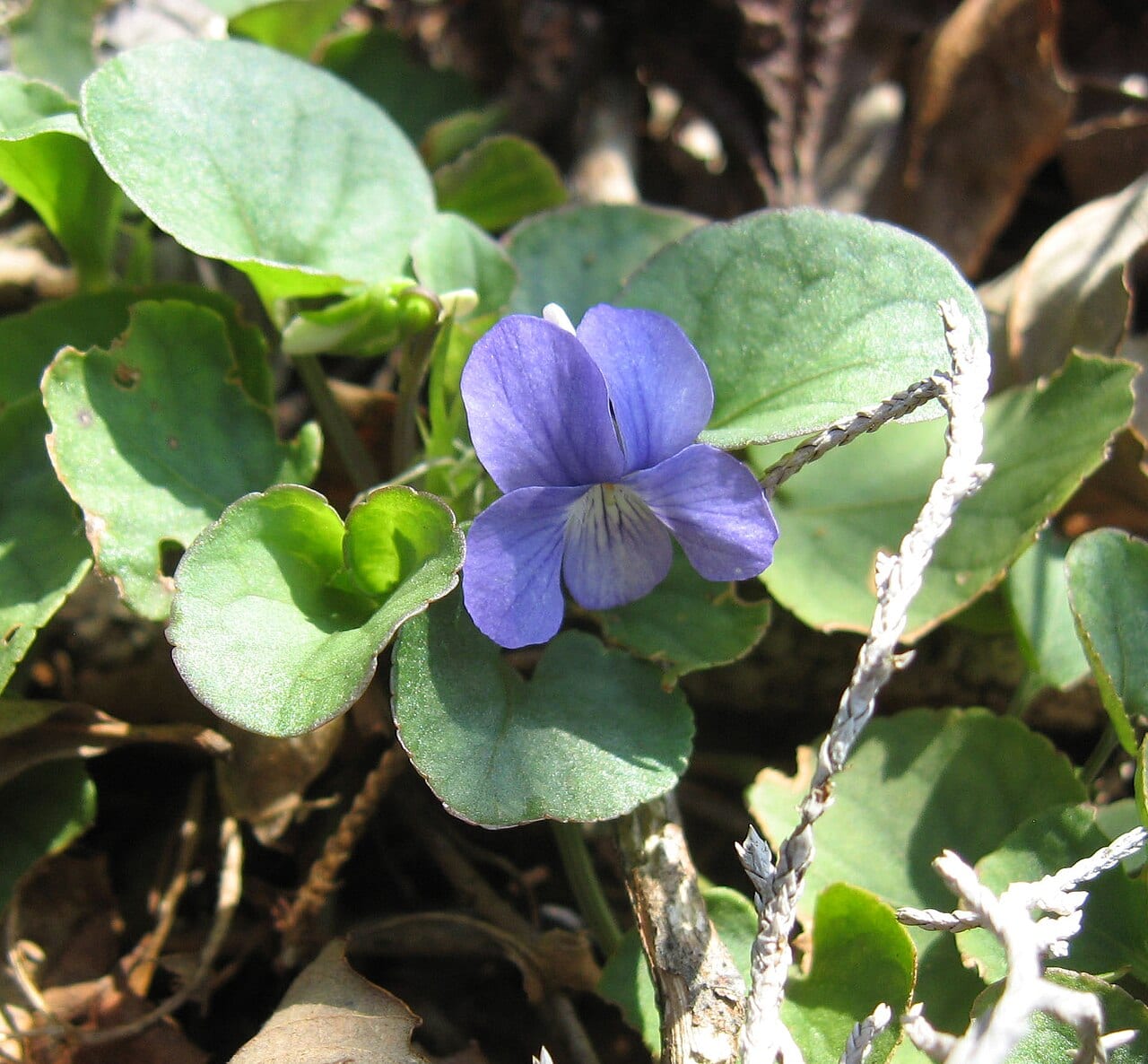 Walter's violet (Viola walteri)