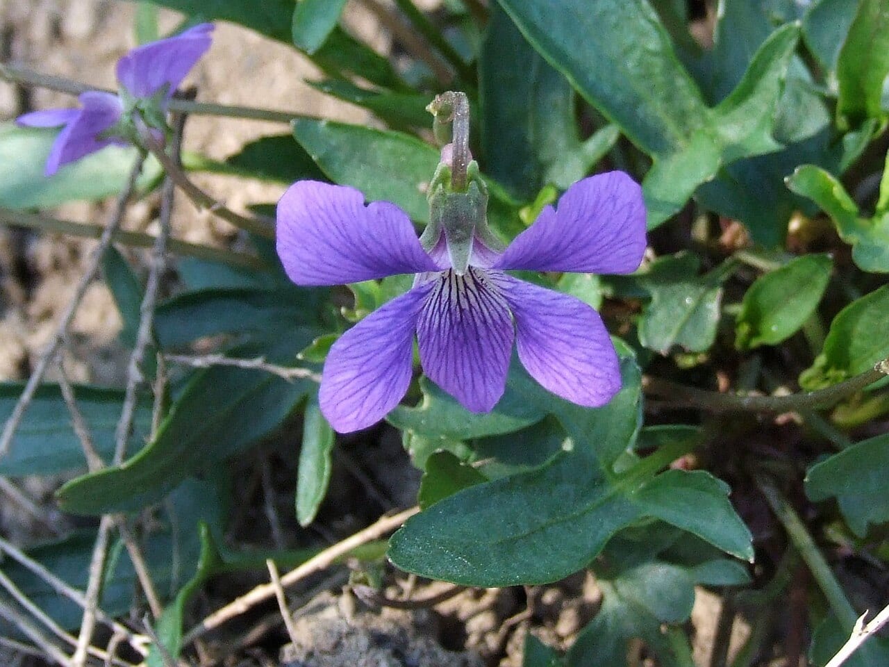 Early blue hybrid violet (Viola × palmata)