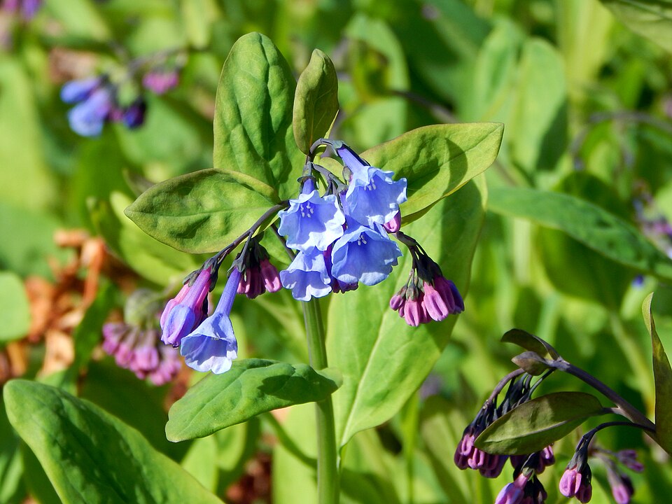 Virginia Bluebells (Mertensia virginica) in full bloom, showing clusters of sky-blue trumpet flowers with pink buds above blue-green foliage