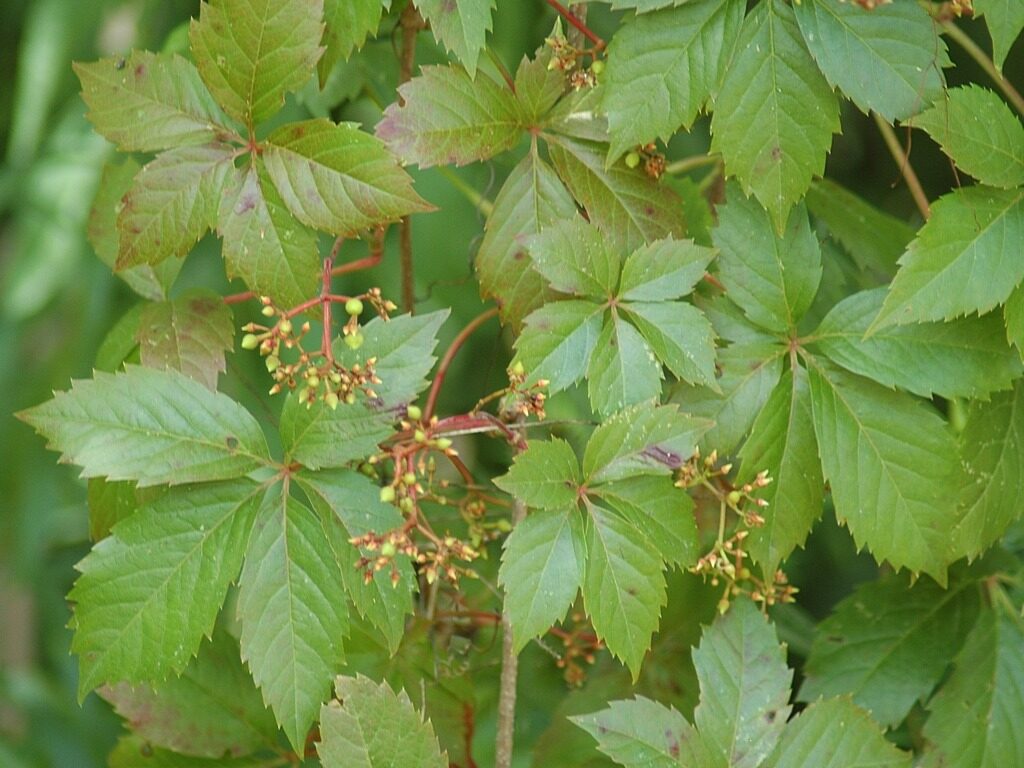 Virginia Creeper (Parthenocissus quinquefolia) palmately compound leaf with five leaflets