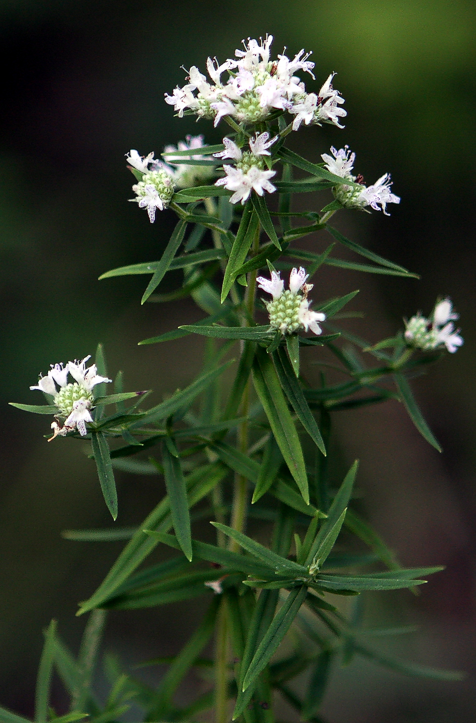 Virginia Mountain Mint (Pycnanthemum virginianum) with dense flat clusters of white purple-spotted flowers