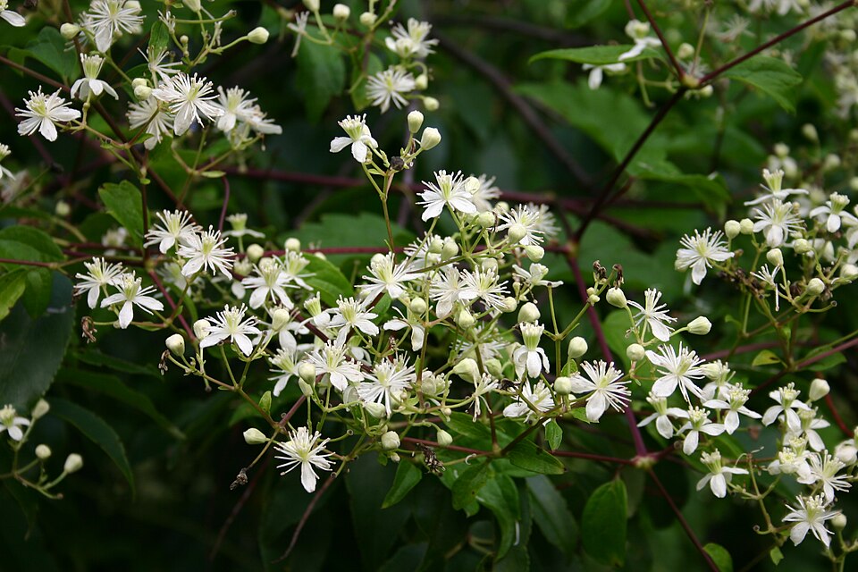 Virgin's Bower (Clematis virginiana) with masses of white flowers and feathery seeds