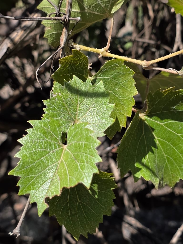 Mapleleaf grape (Vitis acerifolia)