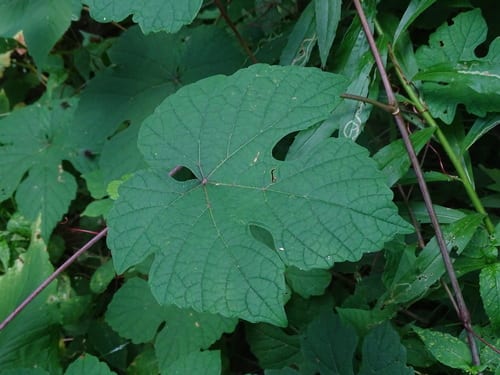 Big summer grape (Vitis aestivalis var. aestivalis)