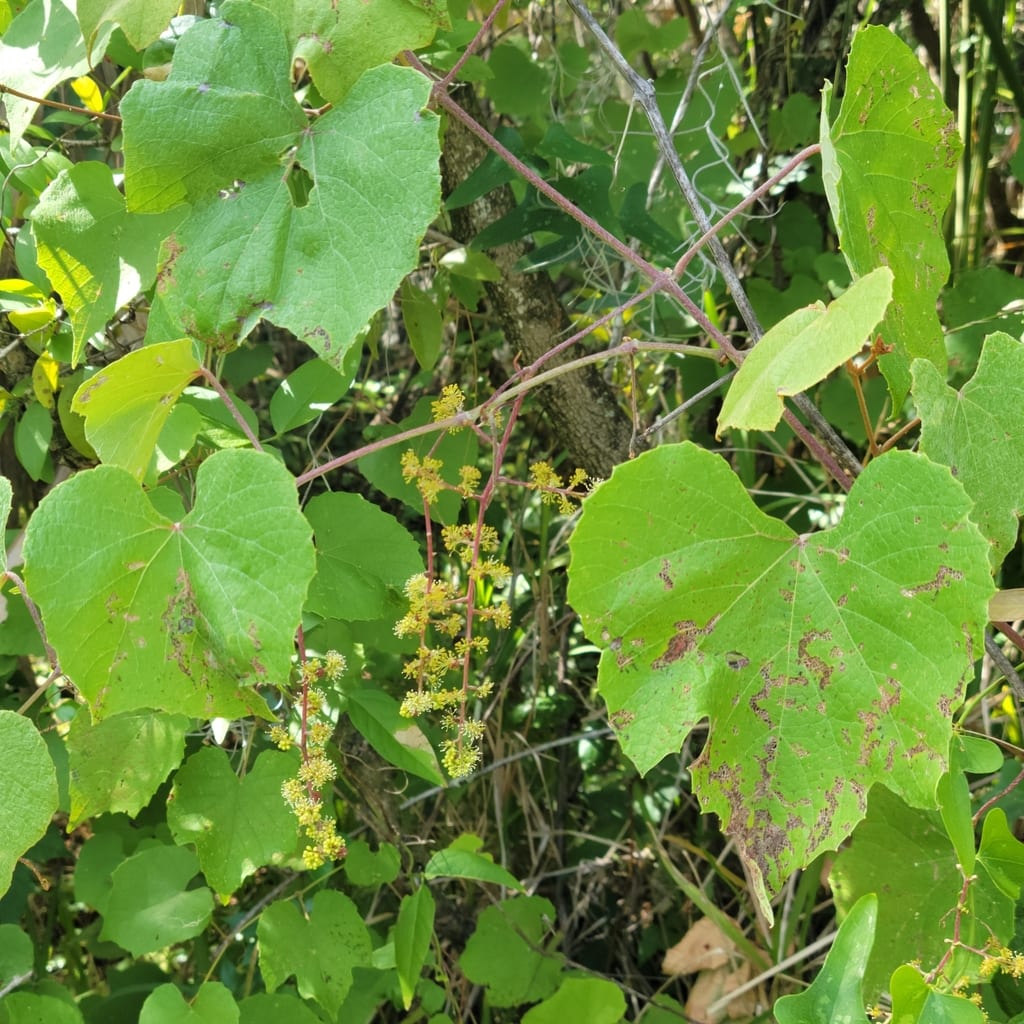 Gray-bark grape (Vitis cinerea var. cinerea)