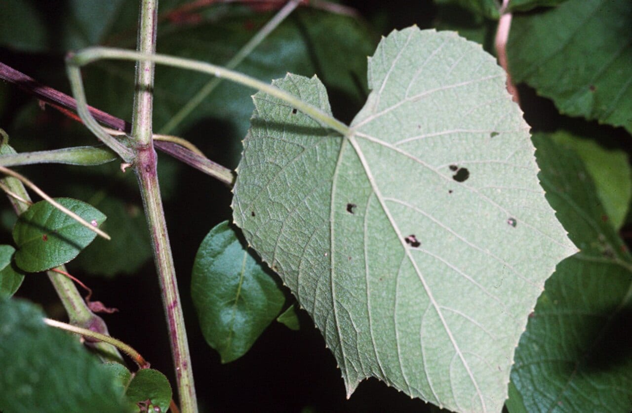 Downy grape (Vitis cinerea)