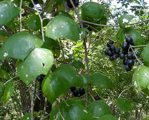 Mustang grape (Vitis mustangensis)