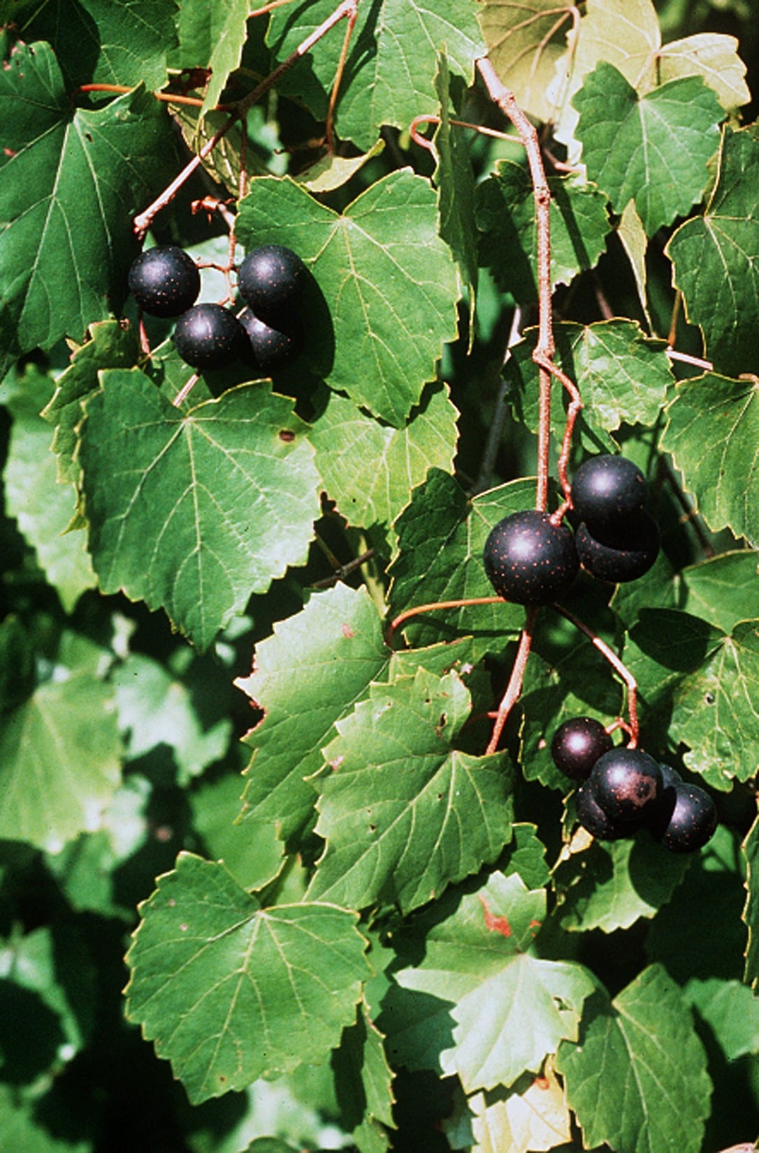 Muscadine (Vitis rotundifolia)
