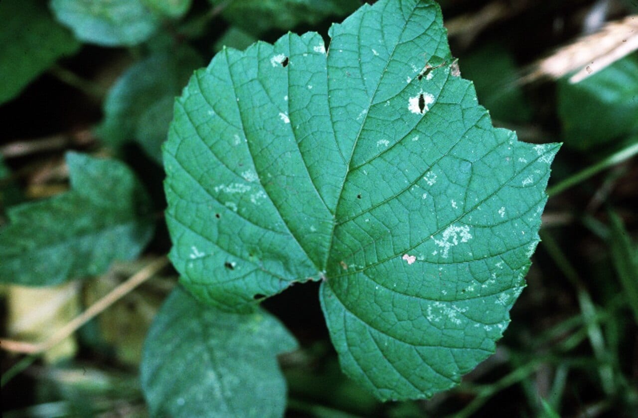 Frost grape (Vitis vulpina)