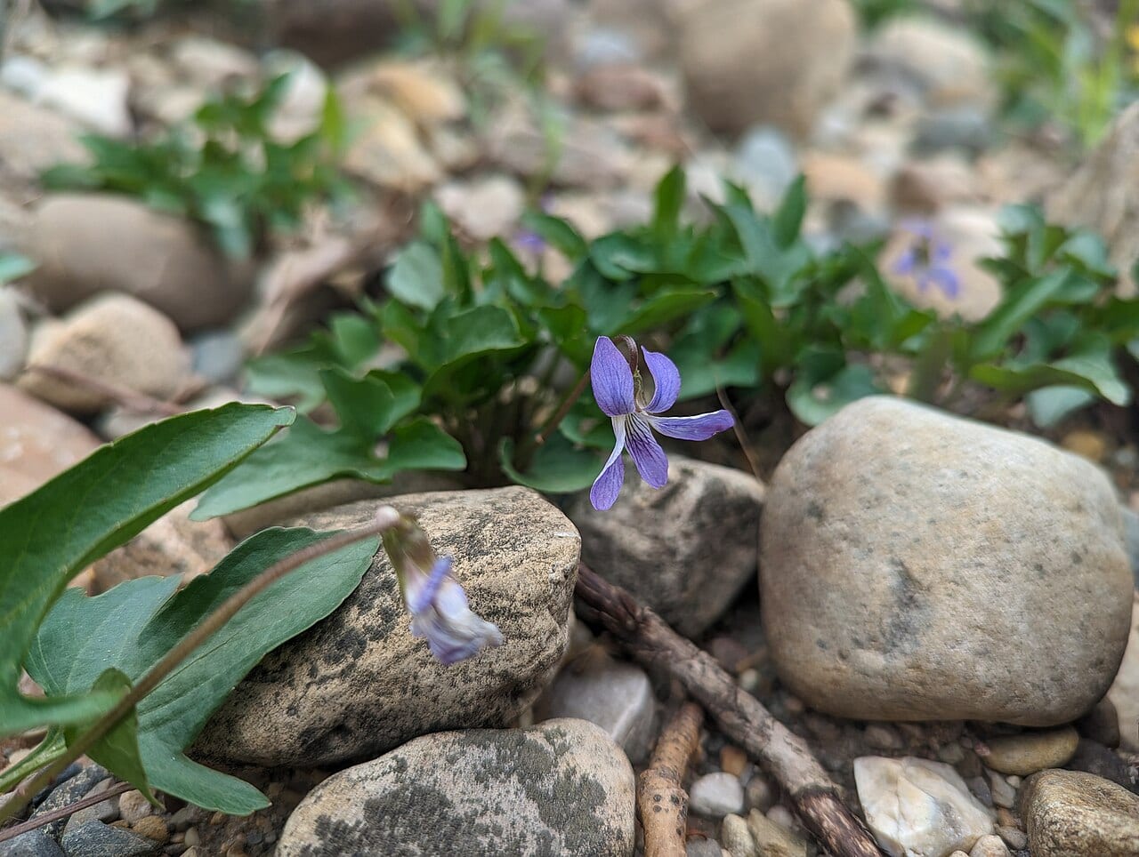 Twoflower hybrid violet (Viola × viarum)