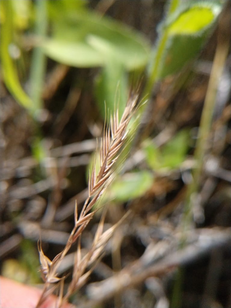 Squirreltail fescue (Vulpia elliotea)