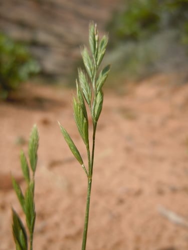 Sixweeks fescue (Vulpia octoflora var. hirtella)