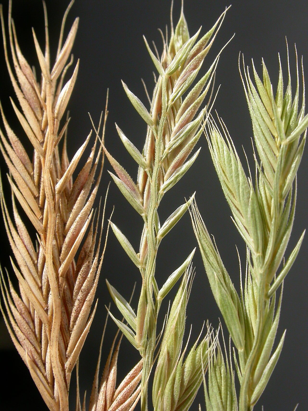 Sixweeks fescue (Vulpia octoflora)
