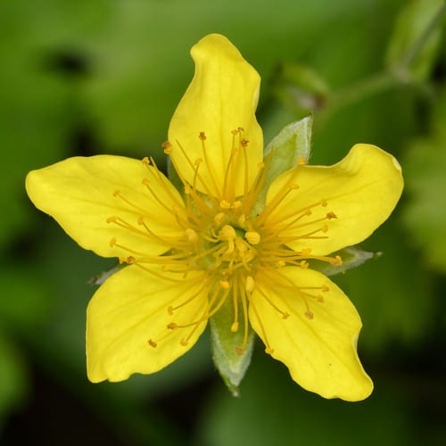 Appalachian barren strawberry (Waldsteinia fragarioides ssp. fragarioides)