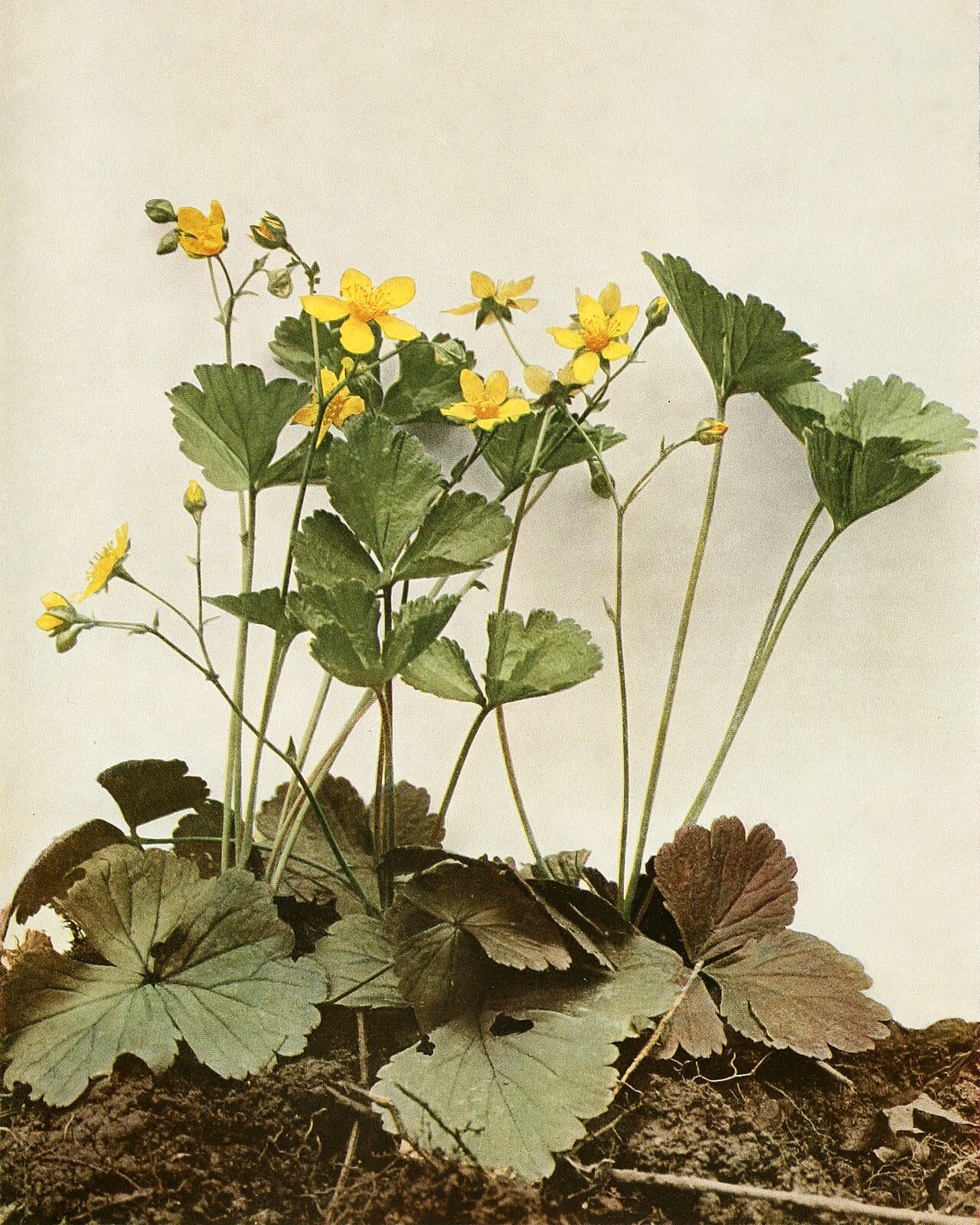Appalachian barren strawberry (Waldsteinia fragarioides)