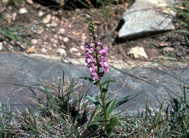 Prairie brazosmint (Warnockia scutellarioides)