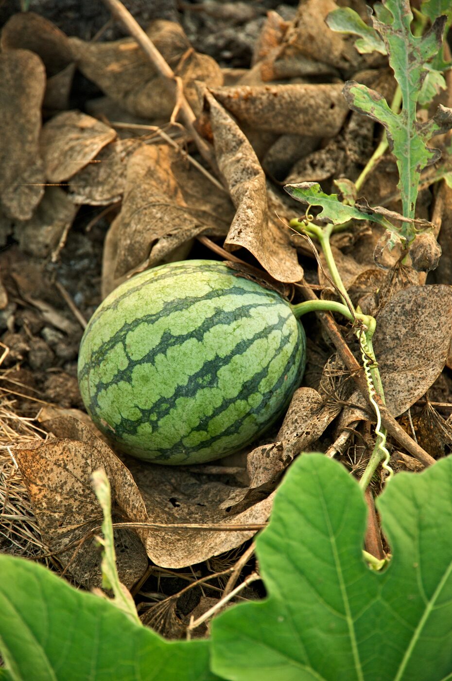 Watermelon (Citrullus lanatus) ripening fruit on the vine