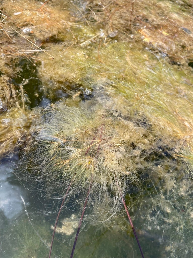Algal bulrush (Websteria confervoides)