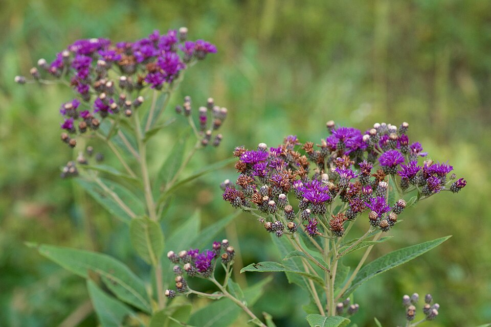 Western Ironweed (Vernonia baldwinii) with dense flat-topped clusters of royal-purple flowers in late summer bloom